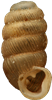 Truncatellina costulataRIBBCYLINDERSNÄCKA1,9 × 1,0 mm